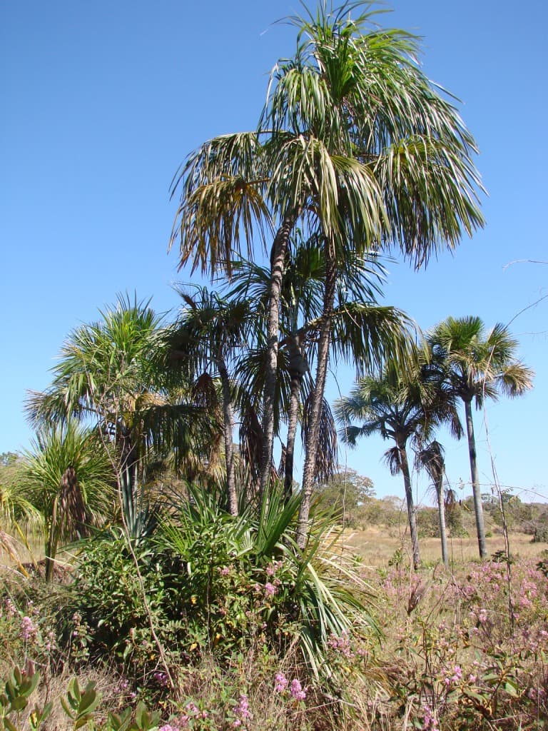 Botanical specimen of Mauritiella Armata.