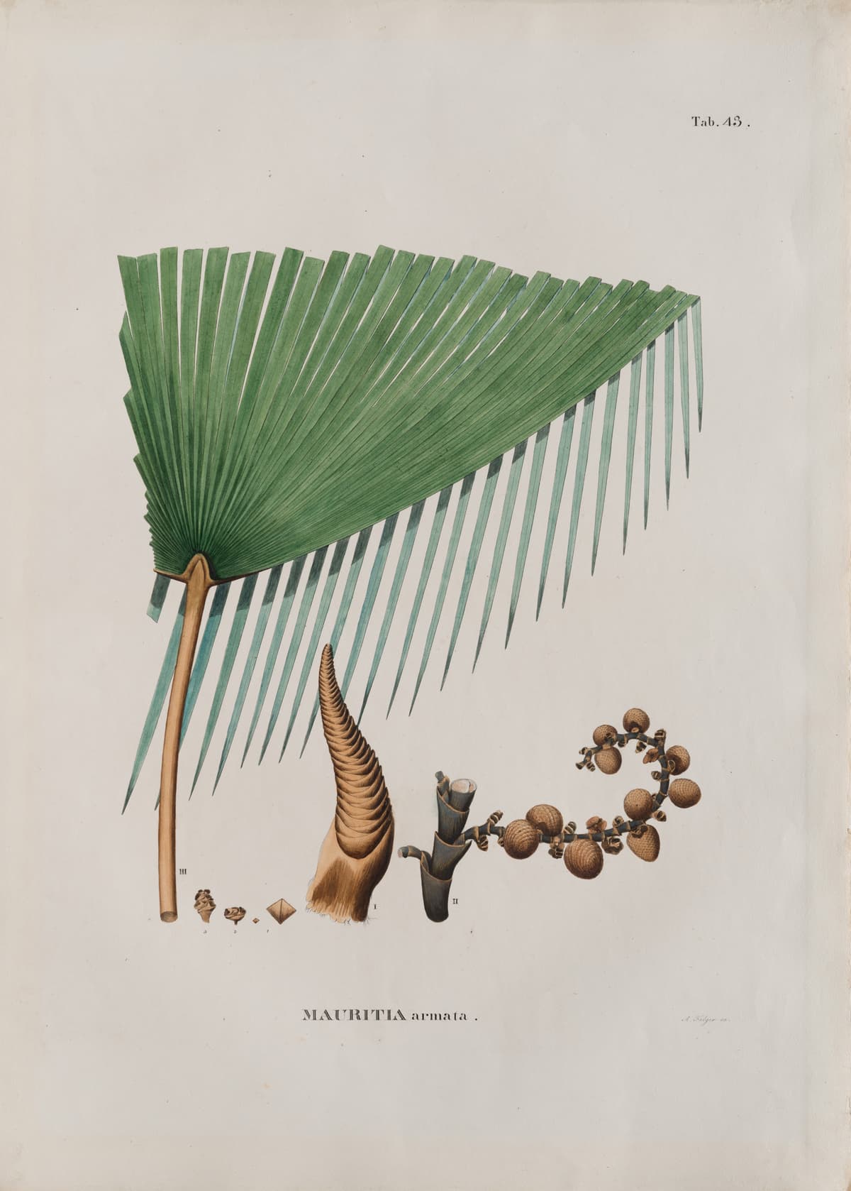 Botanical specimen of Mauritiella Armata.