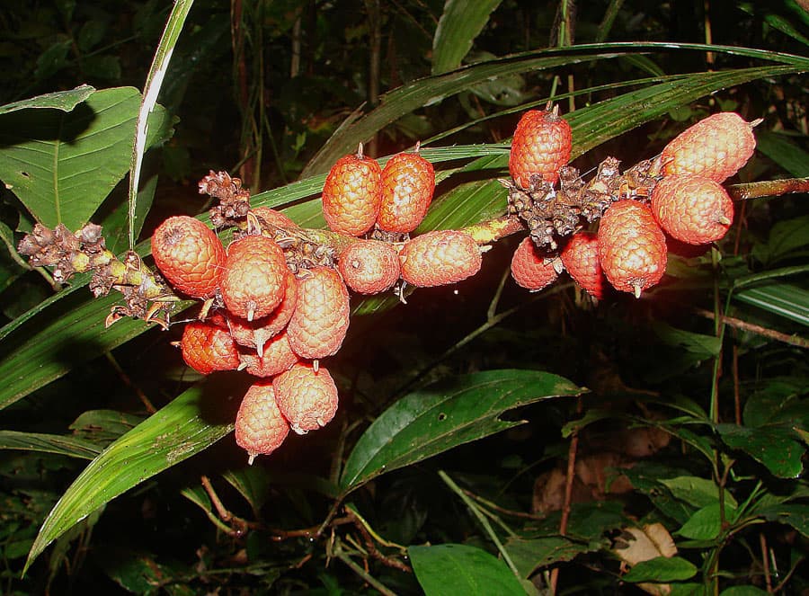 Botanical specimen of Mauritiella Armata.