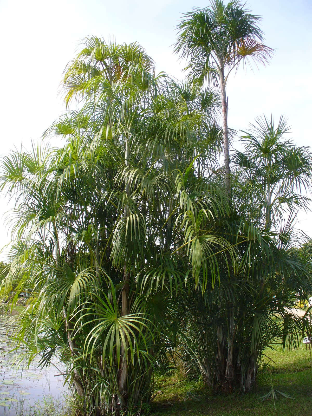 Botanical specimen of Mauritiella Armata.