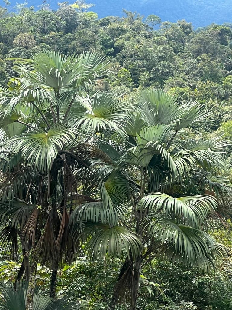 Botanical specimen of Mauritiella Macroclada.