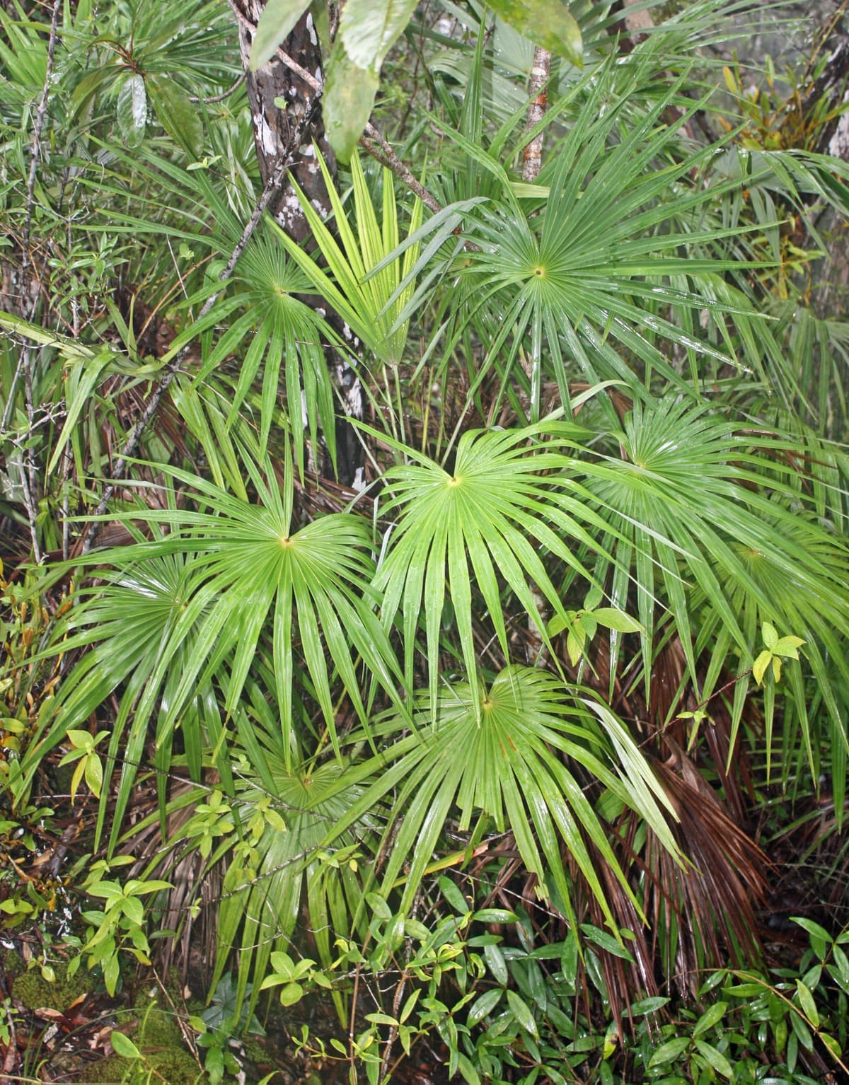 Botanical specimen of Maxburretia Furtadoana.