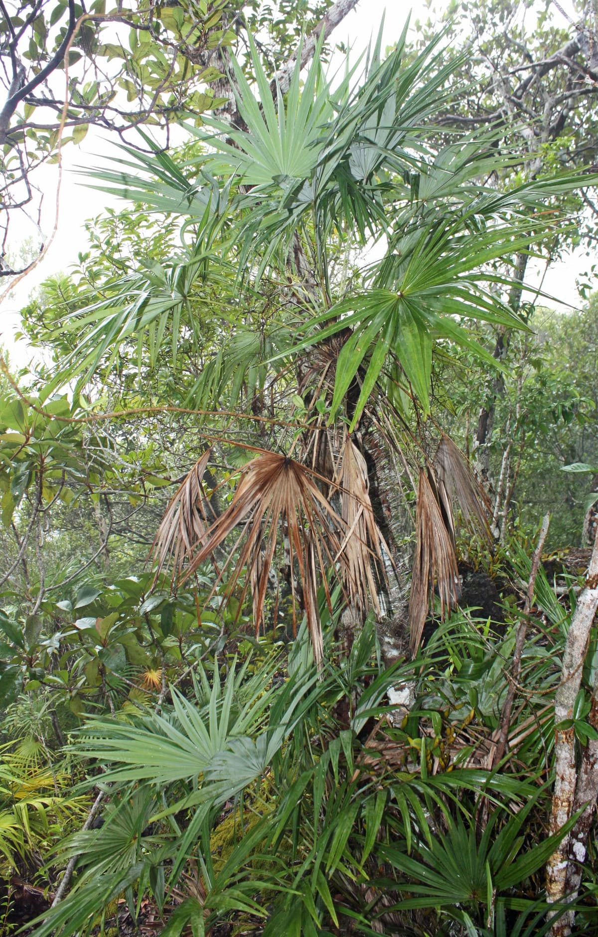 Botanical specimen of Maxburretia Furtadoana.