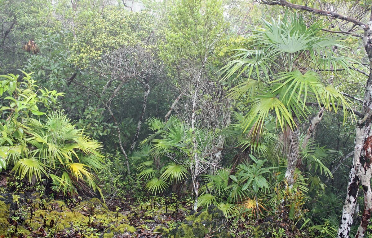 Botanical specimen of Maxburretia Furtadoana.