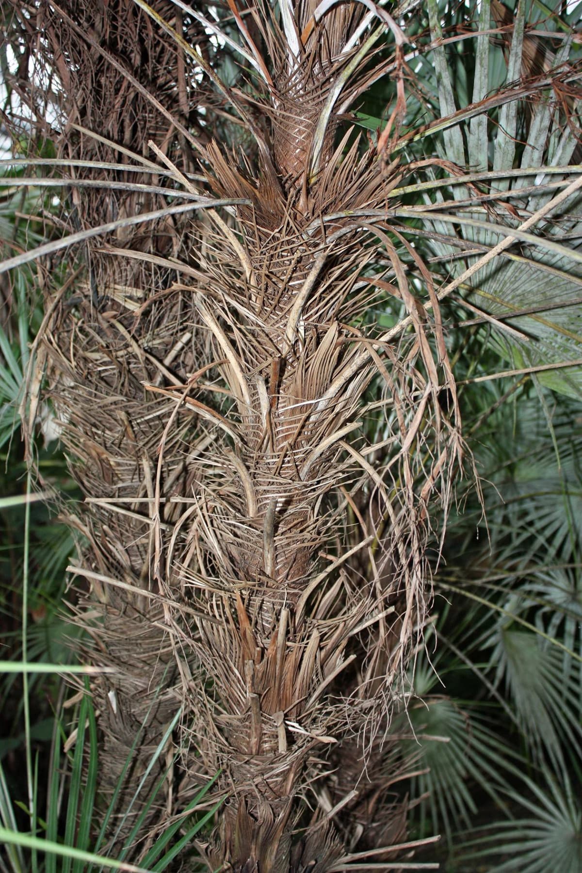 Botanical specimen of Maxburretia Furtadoana.