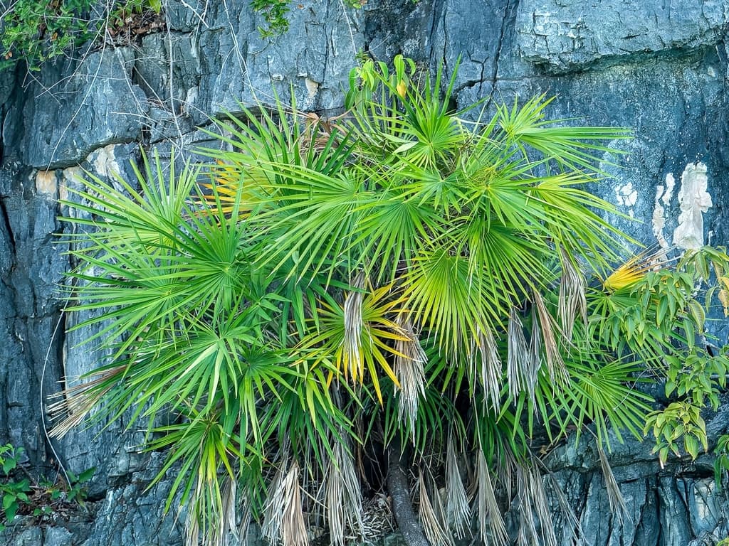 Botanical specimen of Maxburretia Gracilis.