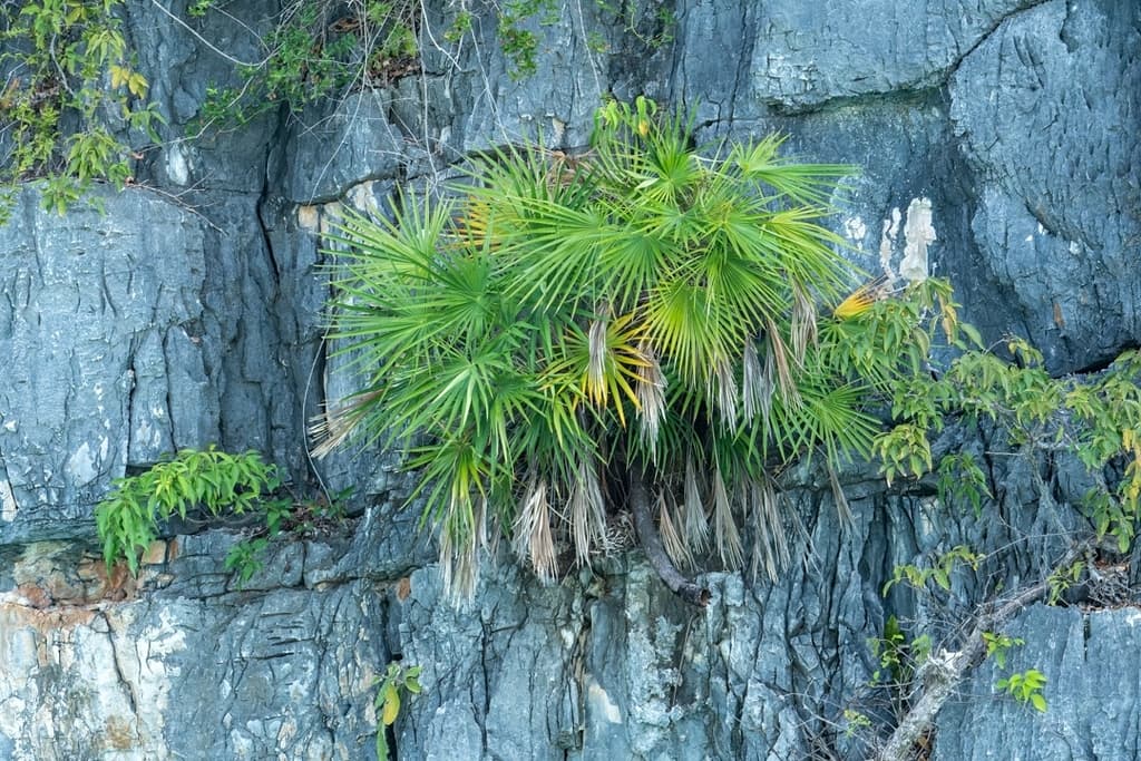 Botanical specimen of Maxburretia Gracilis.