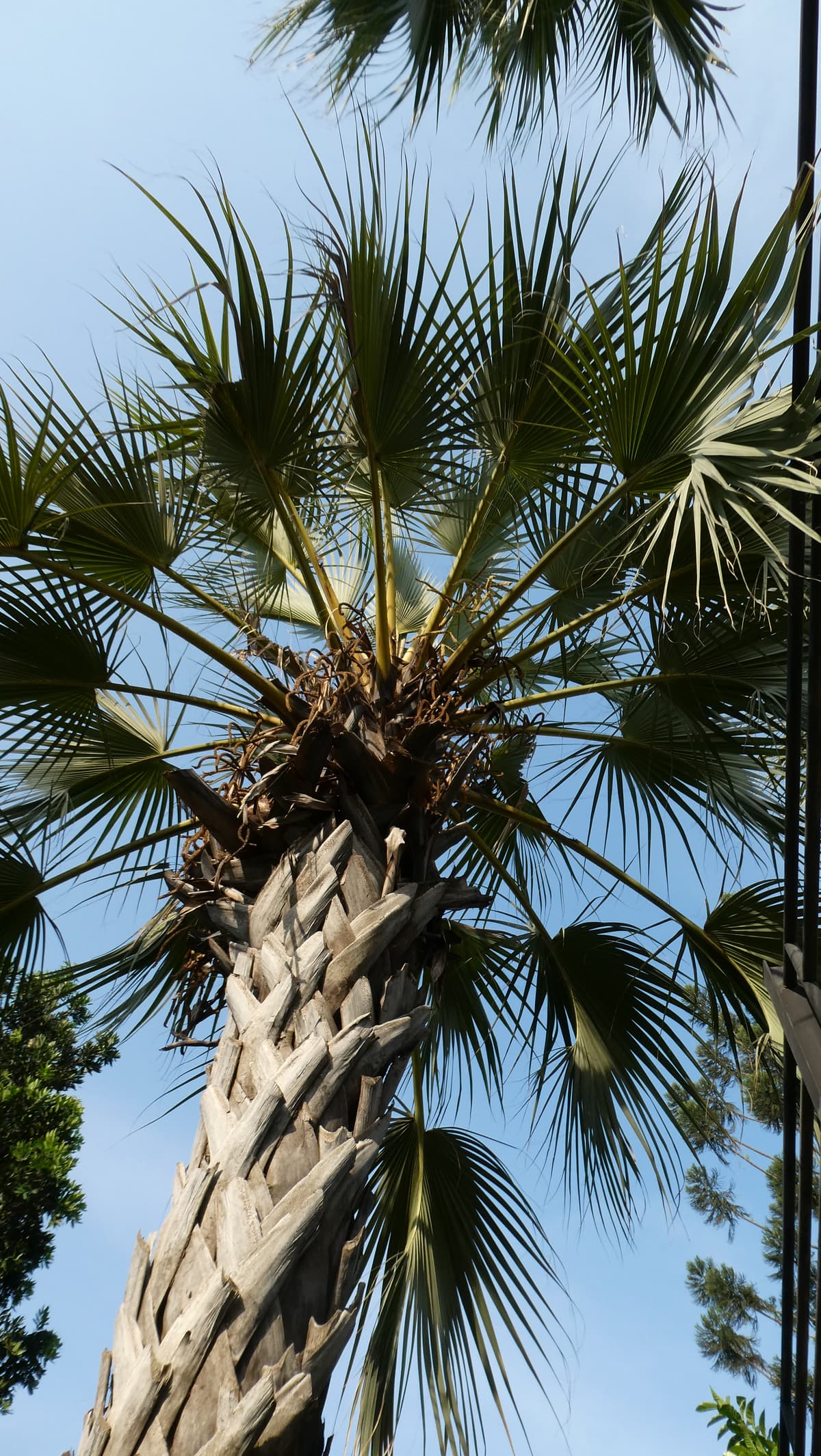 Botanical specimen of Medemia Argun.