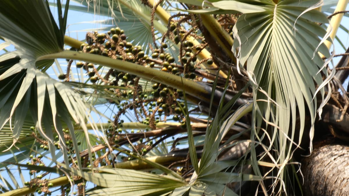 Botanical specimen of Medemia Argun.
