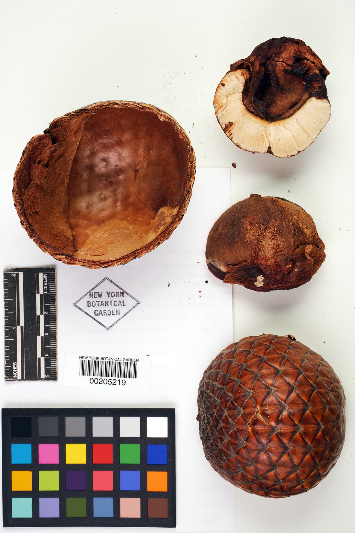 Botanical specimen of Metroxylon Amicarum.