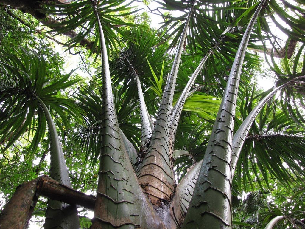 Botanical specimen of Metroxylon Amicarum.