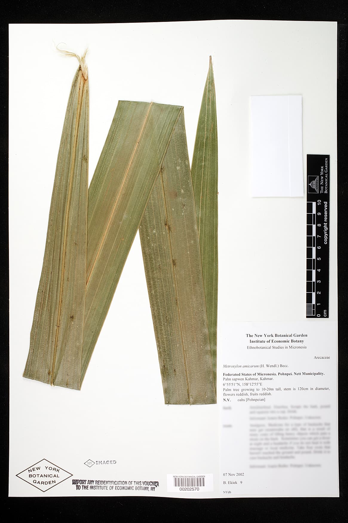 Botanical specimen of Metroxylon Amicarum.