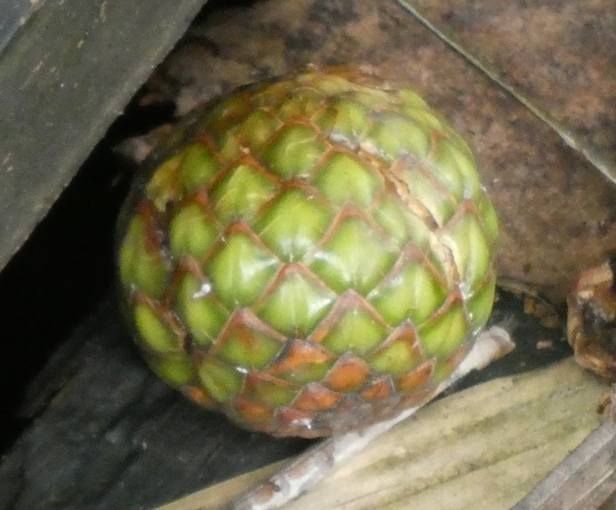 Botanical specimen of Metroxylon Sagu.
