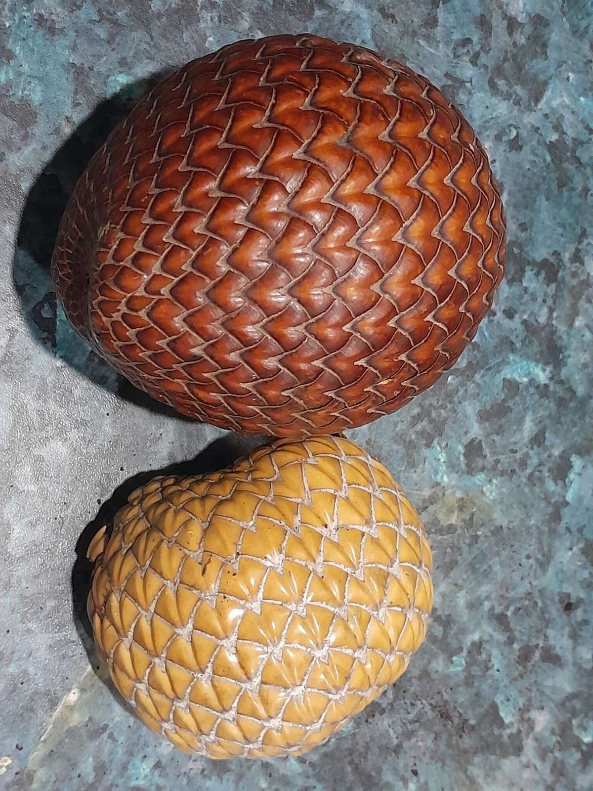 Botanical specimen of Metroxylon Sagu.