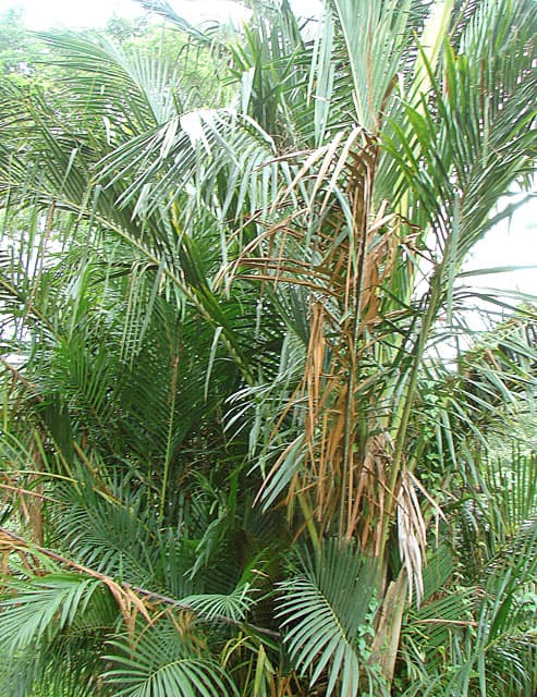Botanical specimen of Metroxylon Sagu.