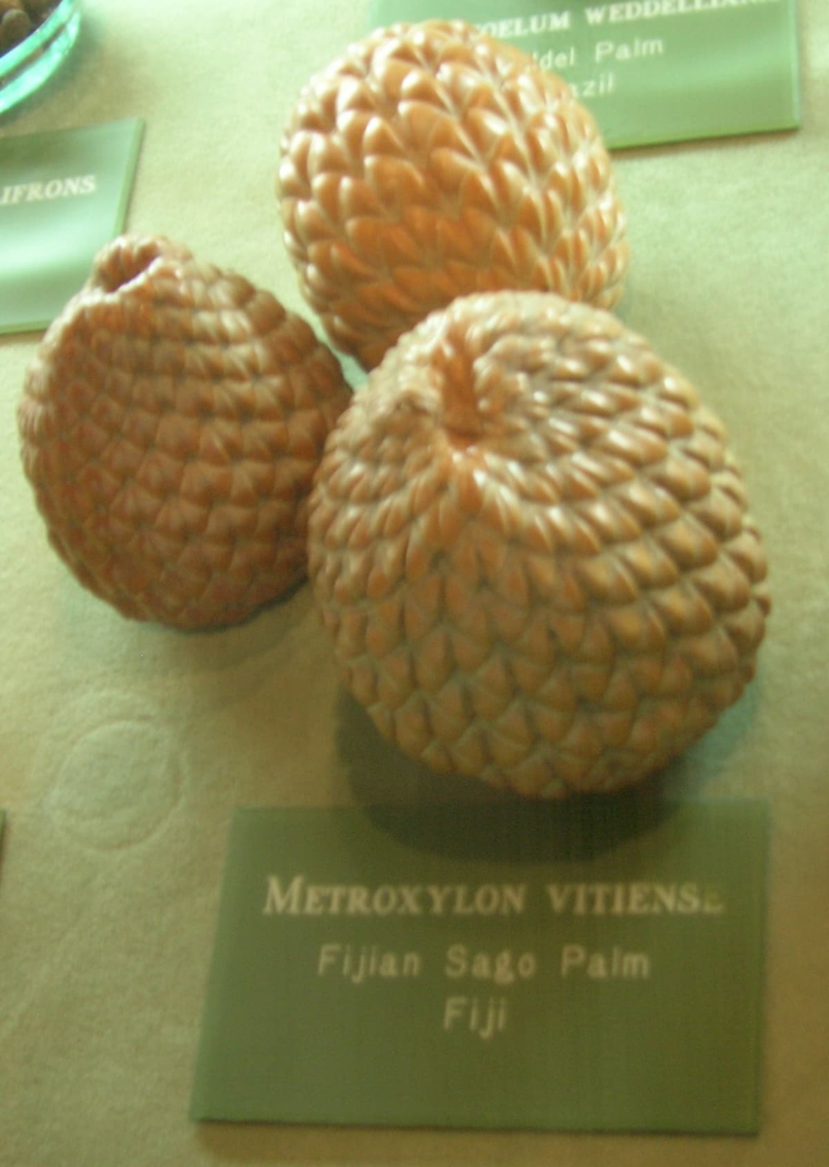 Botanical specimen of Metroxylon Vitiense.