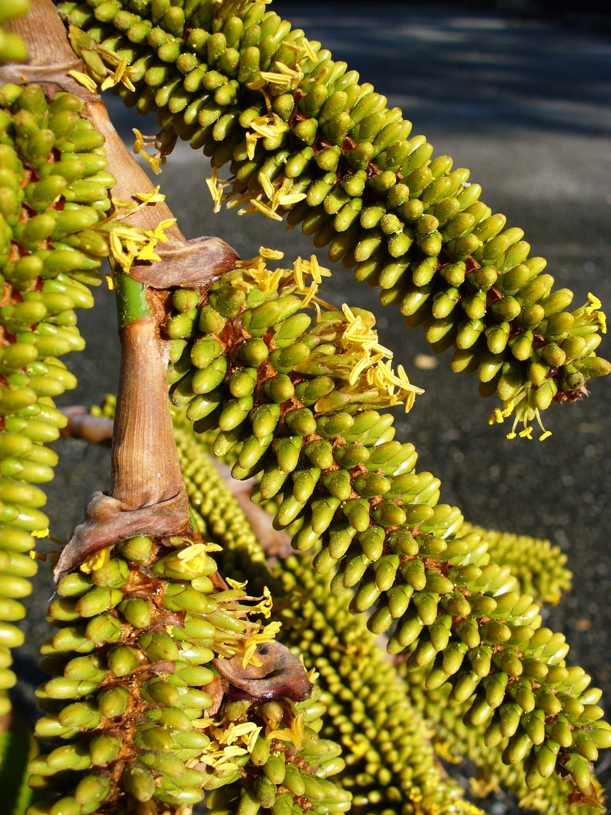 Botanical specimen of Metroxylon Vitiense.
