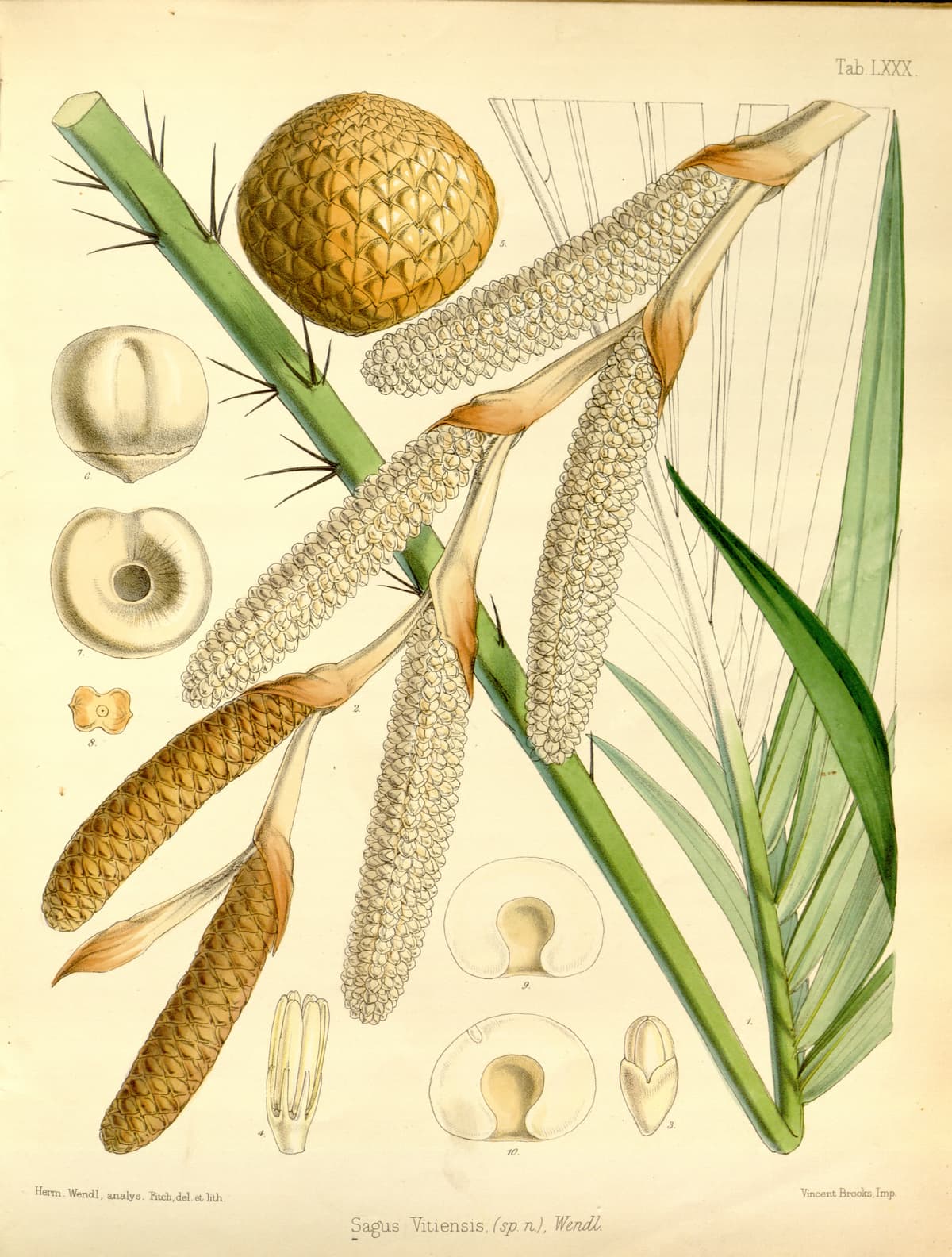 Botanical specimen of Metroxylon Vitiense.
