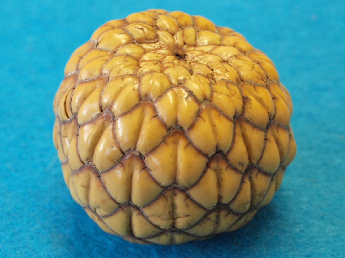 Botanical specimen of Metroxylon Warburgii.