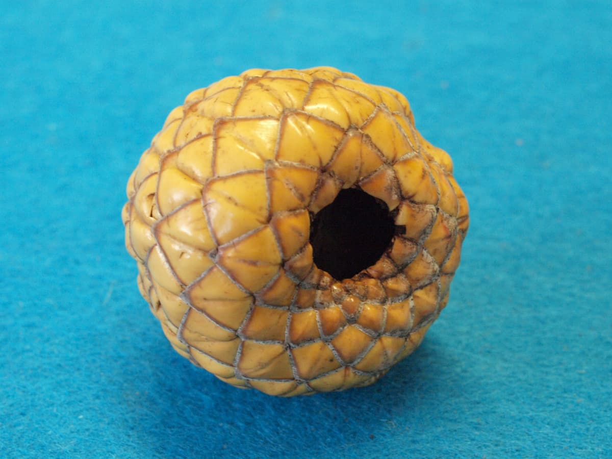 Botanical specimen of Metroxylon Warburgii.