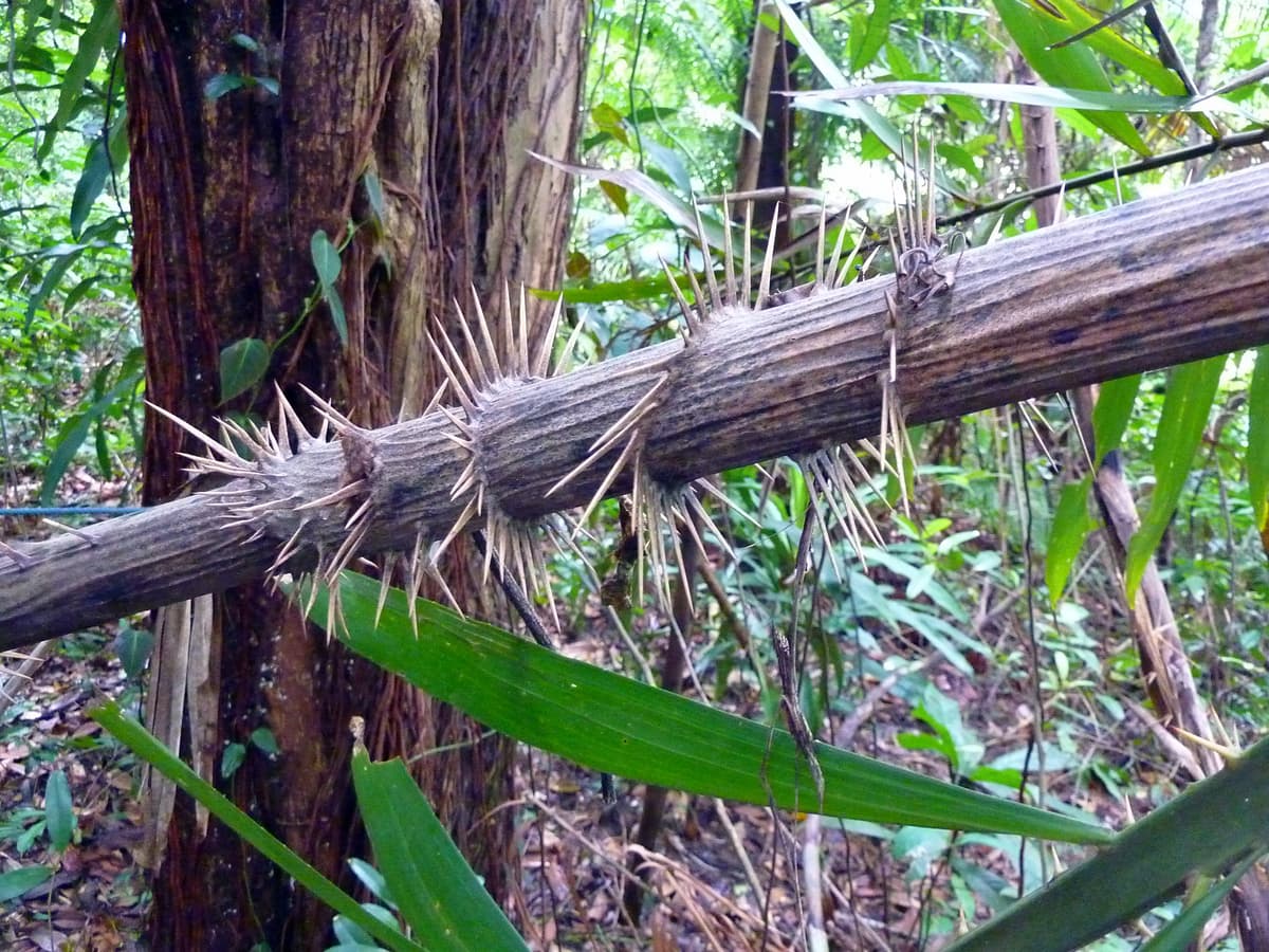 Botanical specimen of Myrialepis Paradoxa.