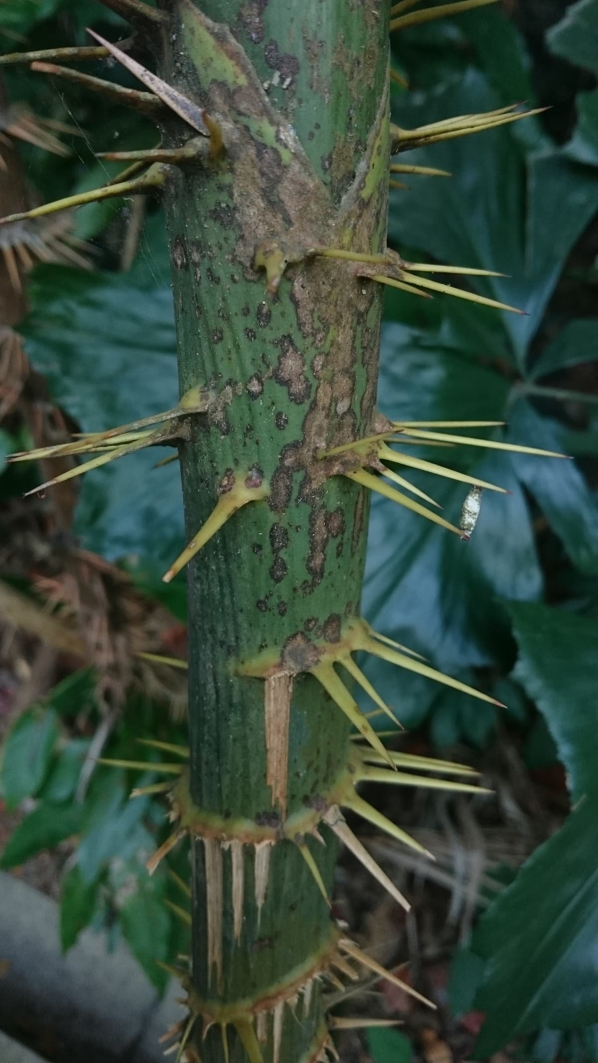 Botanical specimen of Myrialepis Paradoxa.