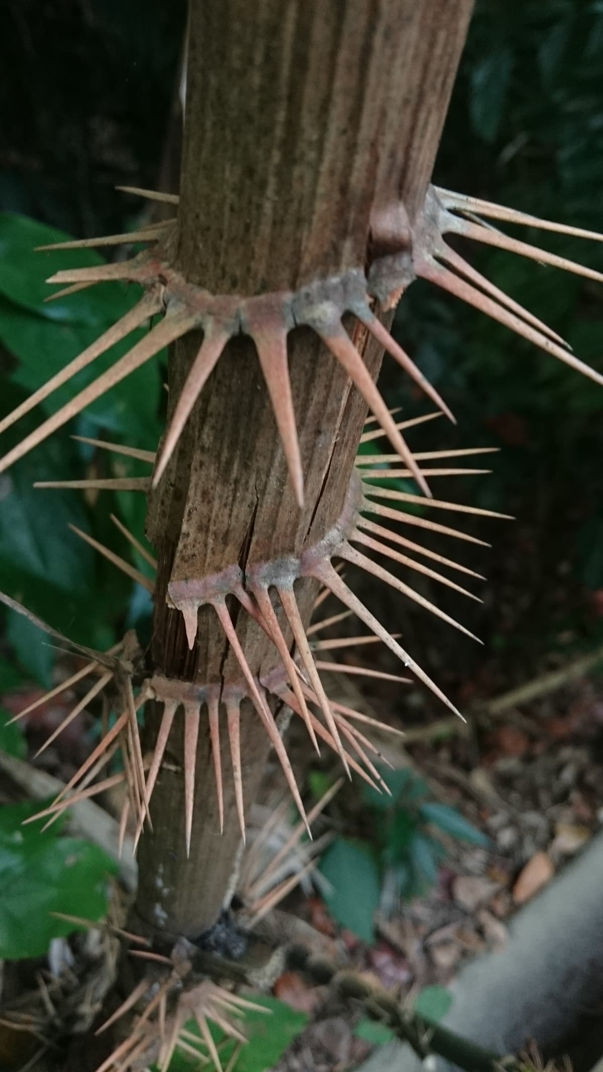 Botanical specimen of Myrialepis Paradoxa.