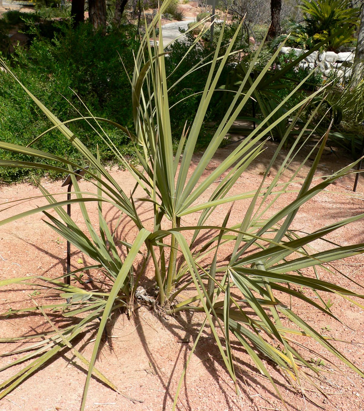 Botanical specimen of Nannorrhops Ritchiana.