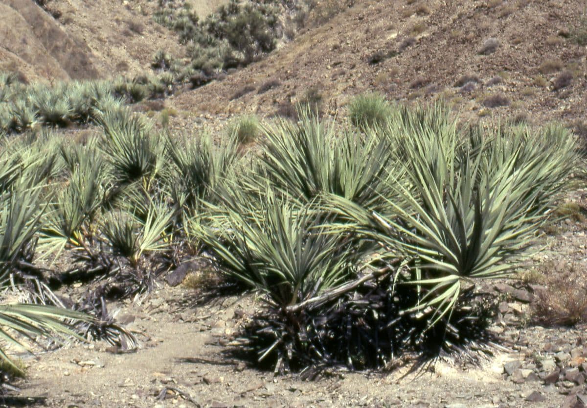 Botanical specimen of Nannorrhops Ritchiana.