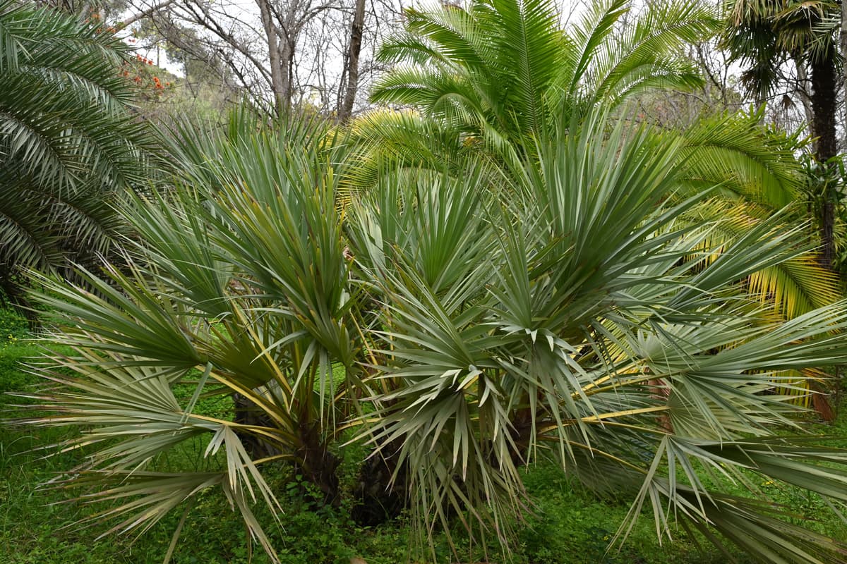 Botanical specimen of Nannorrhops Ritchiana.