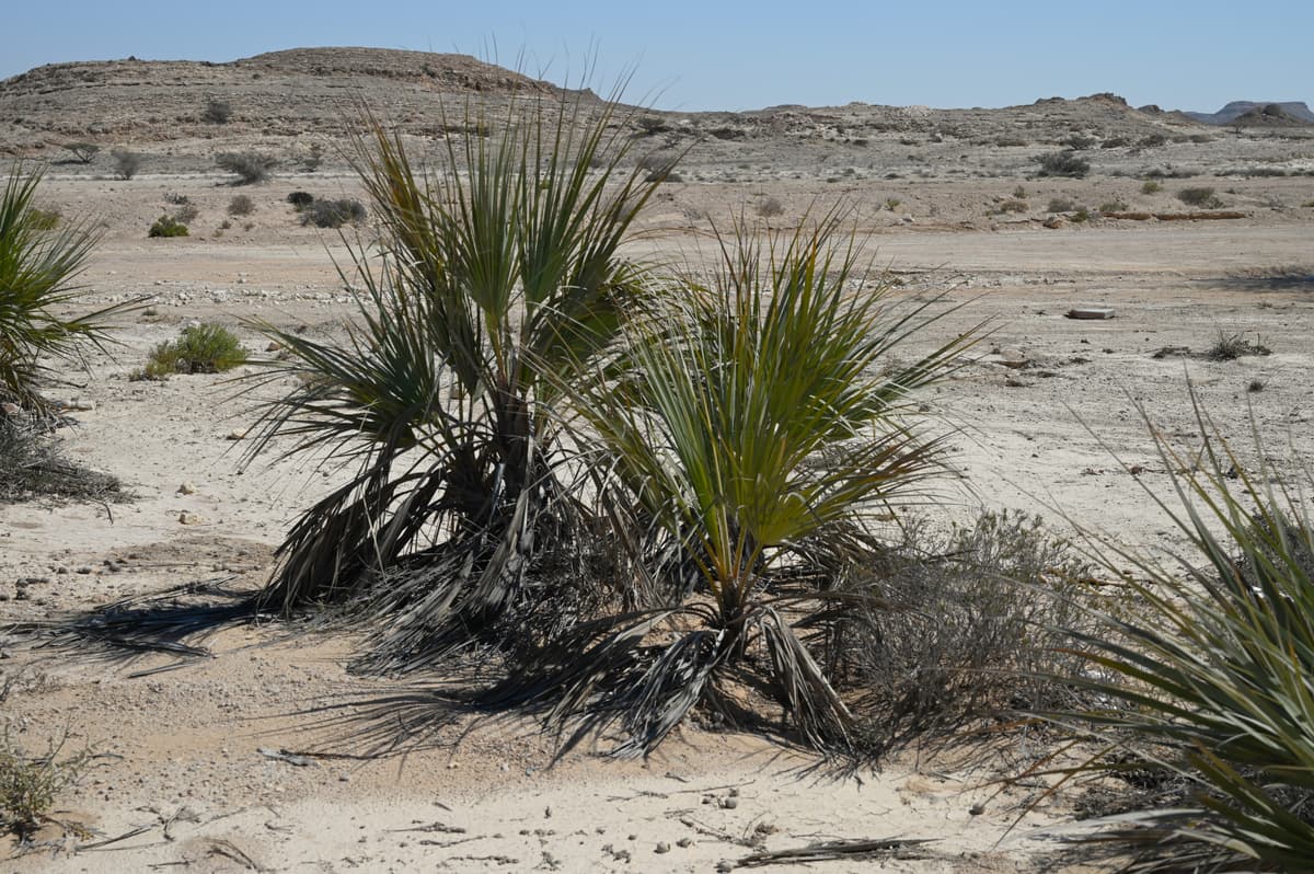 Botanical specimen of Nannorrhops Ritchiana.