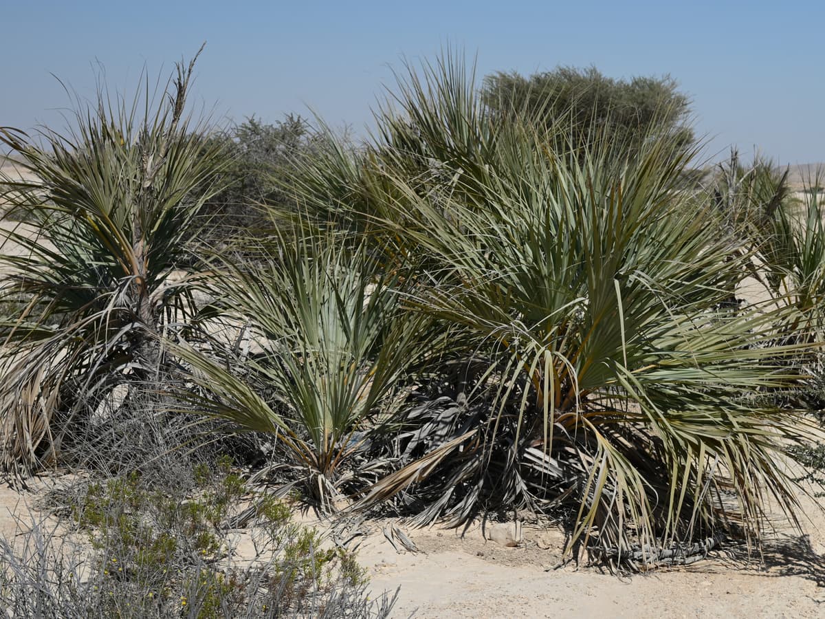 Botanical specimen of Nannorrhops Ritchiana.