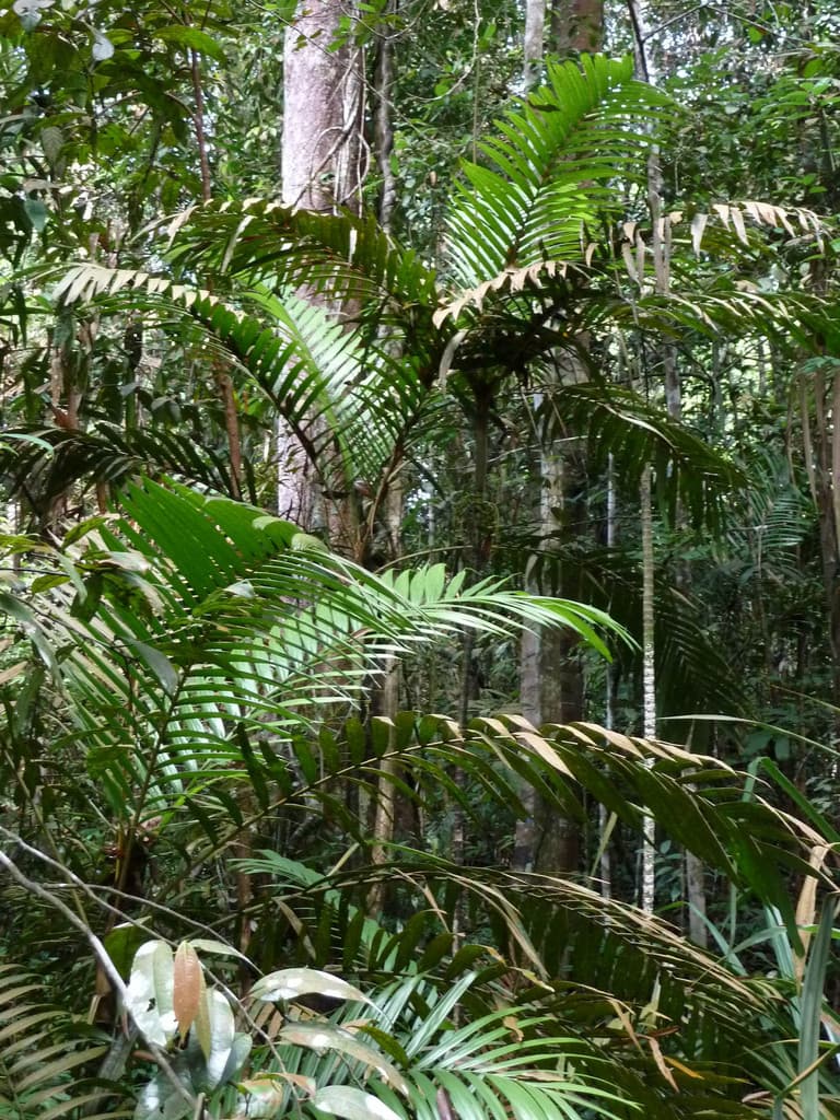 Botanical specimen of Nenga Pumila.
