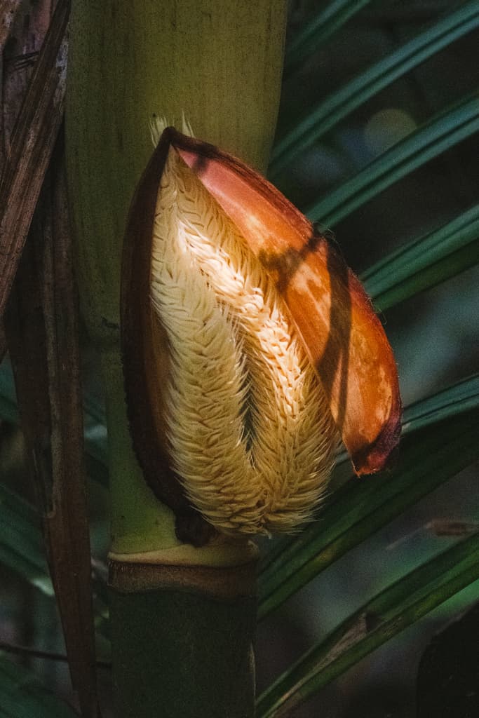 Botanical specimen of Nenga Pumila.