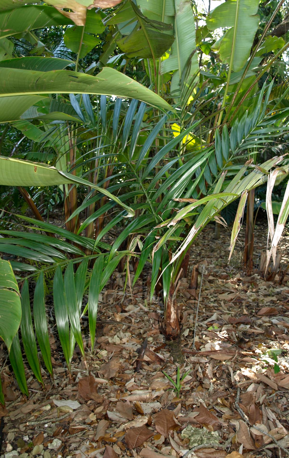 Botanical specimen of Neonicholsonia Watsonii.