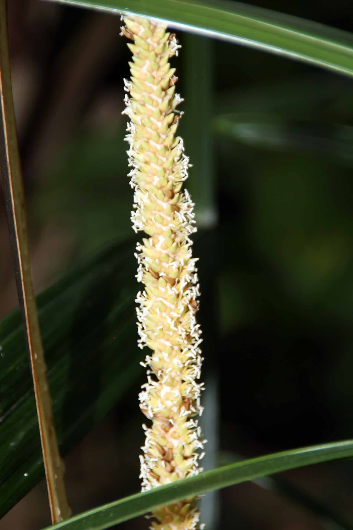 Botanical specimen of Neonicholsonia Watsonii.