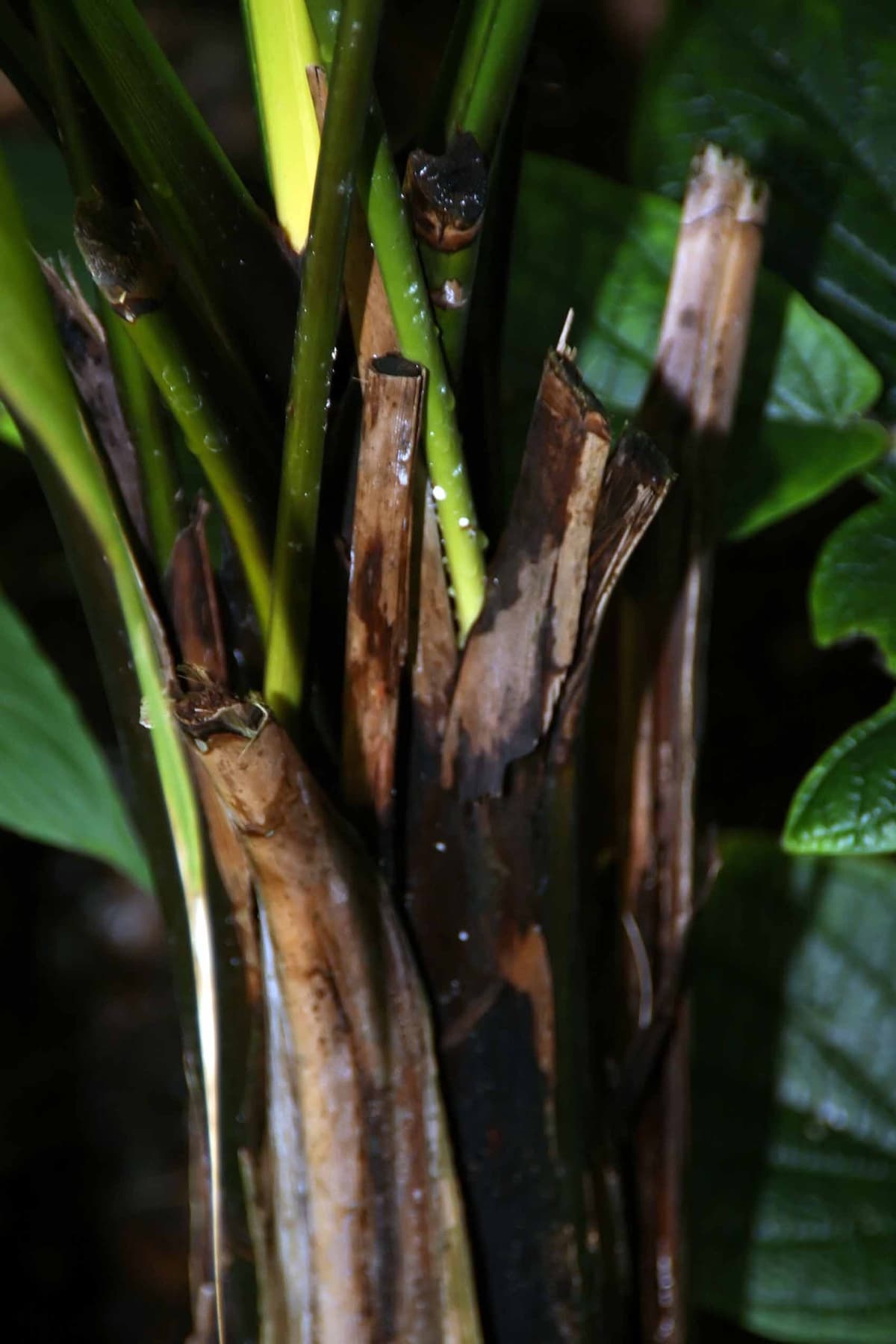 Botanical specimen of Neonicholsonia Watsonii.