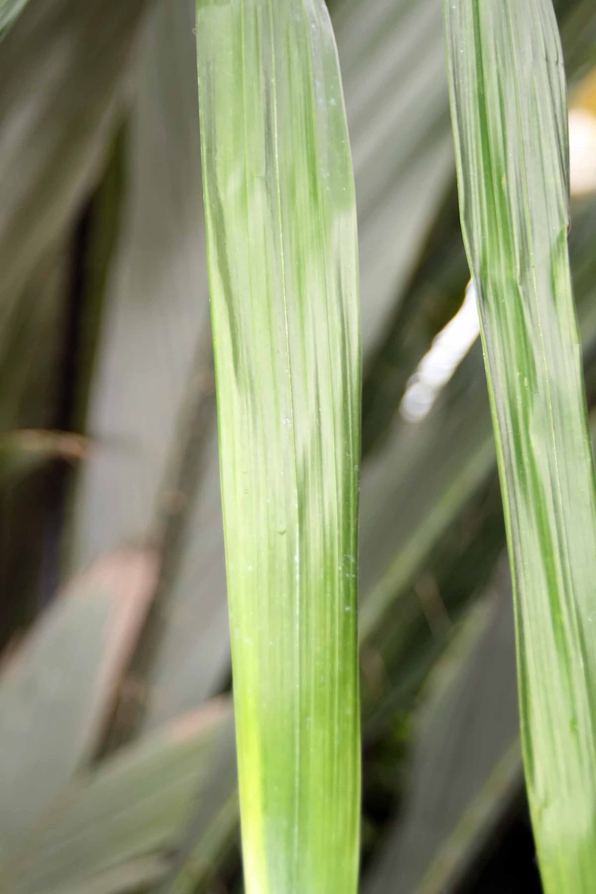 Botanical specimen of Neonicholsonia Watsonii.
