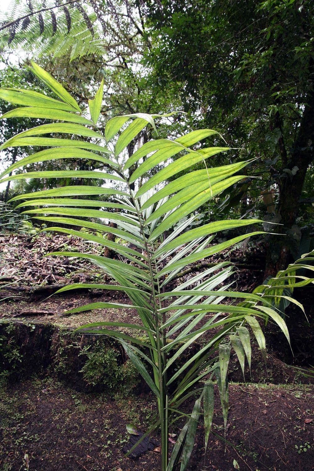 Botanical specimen of Neonicholsonia Watsonii.