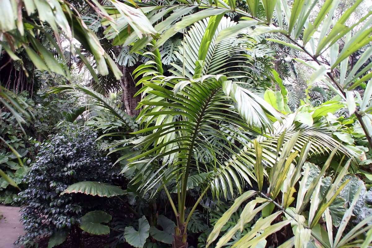 Botanical specimen of Neoveitchia Storckii.