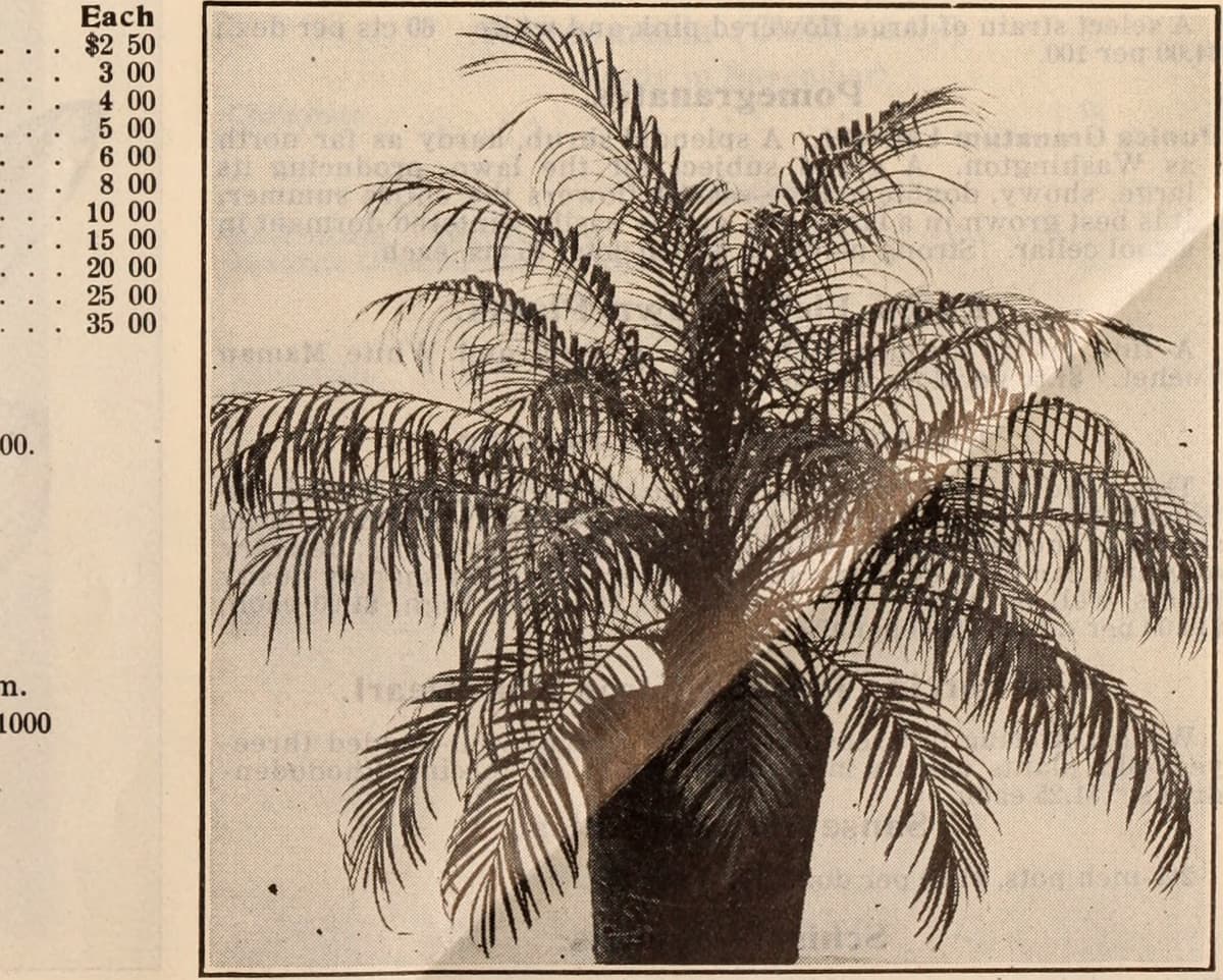 Botanical specimen of Nephrosperma Van Houtteanum.