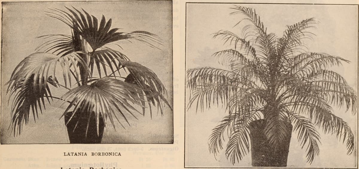 Botanical specimen of Nephrosperma Van Houtteanum.