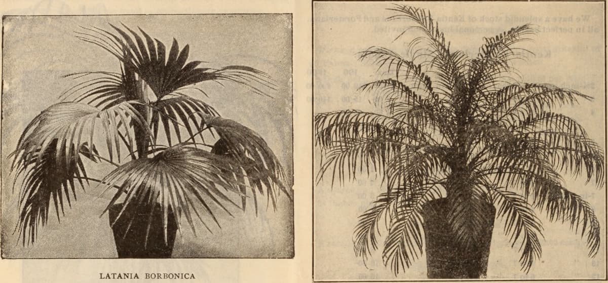 Botanical specimen of Nephrosperma Van Houtteanum.