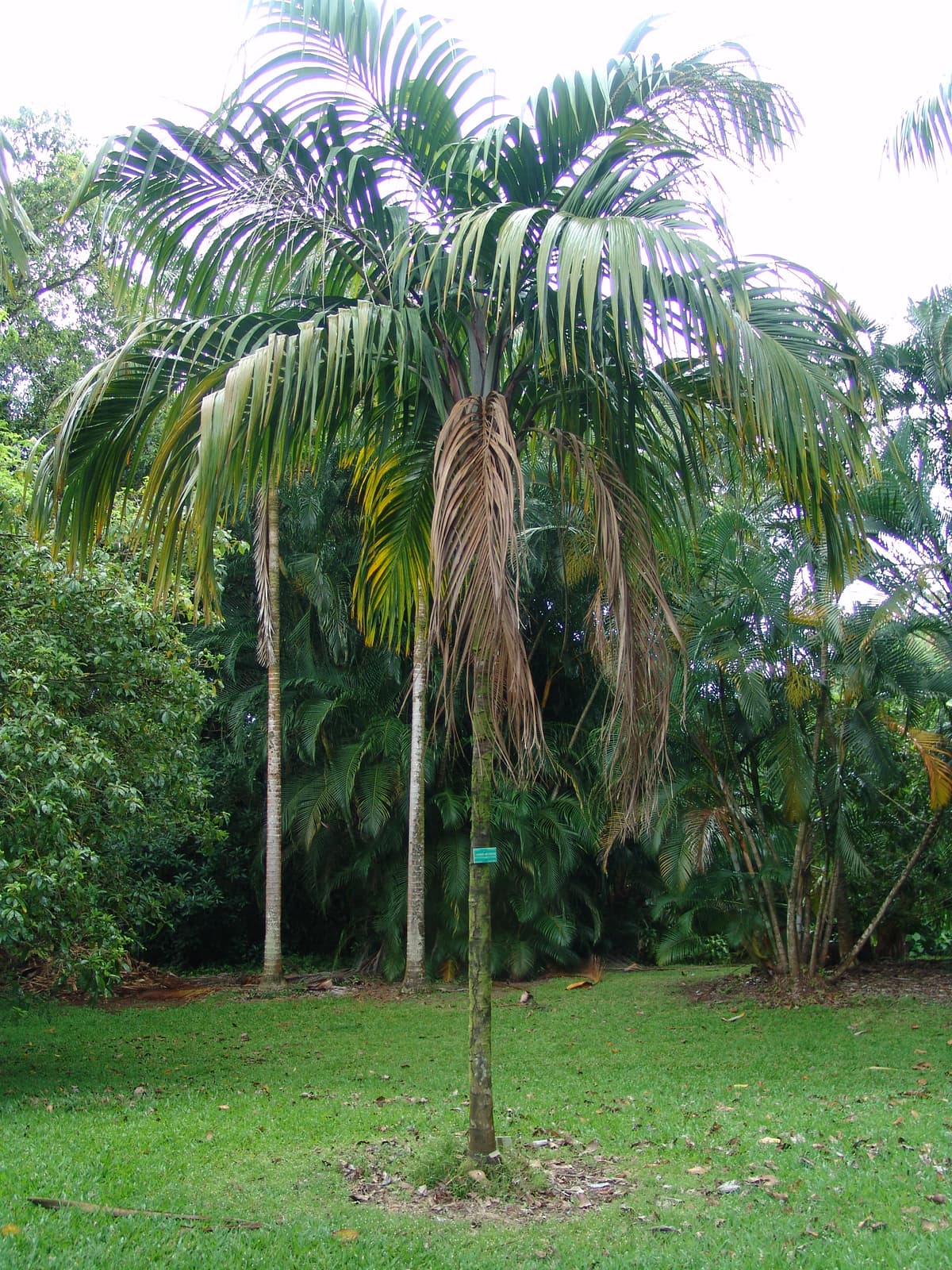 Botanical specimen of Nephrosperma Van Houtteanum.