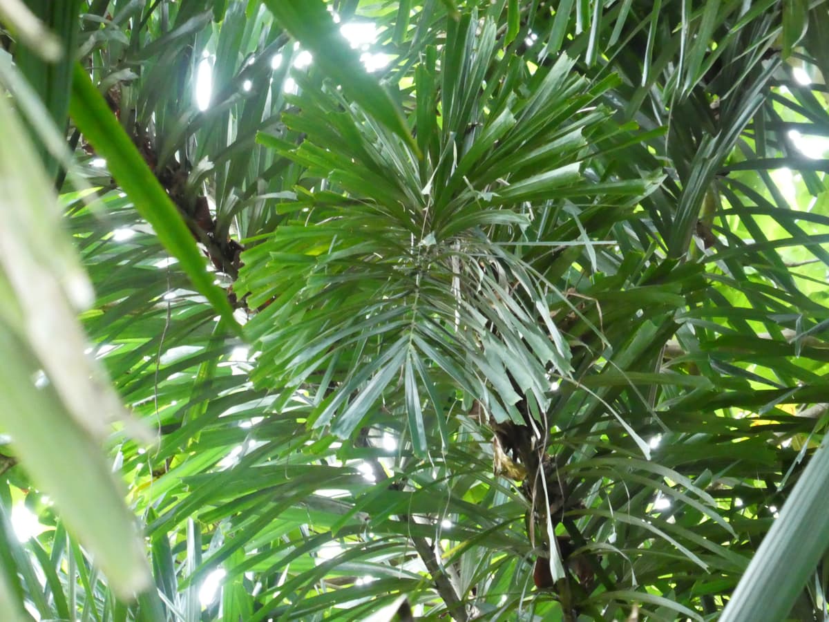 Botanical specimen of Normanbya Normanbyi.