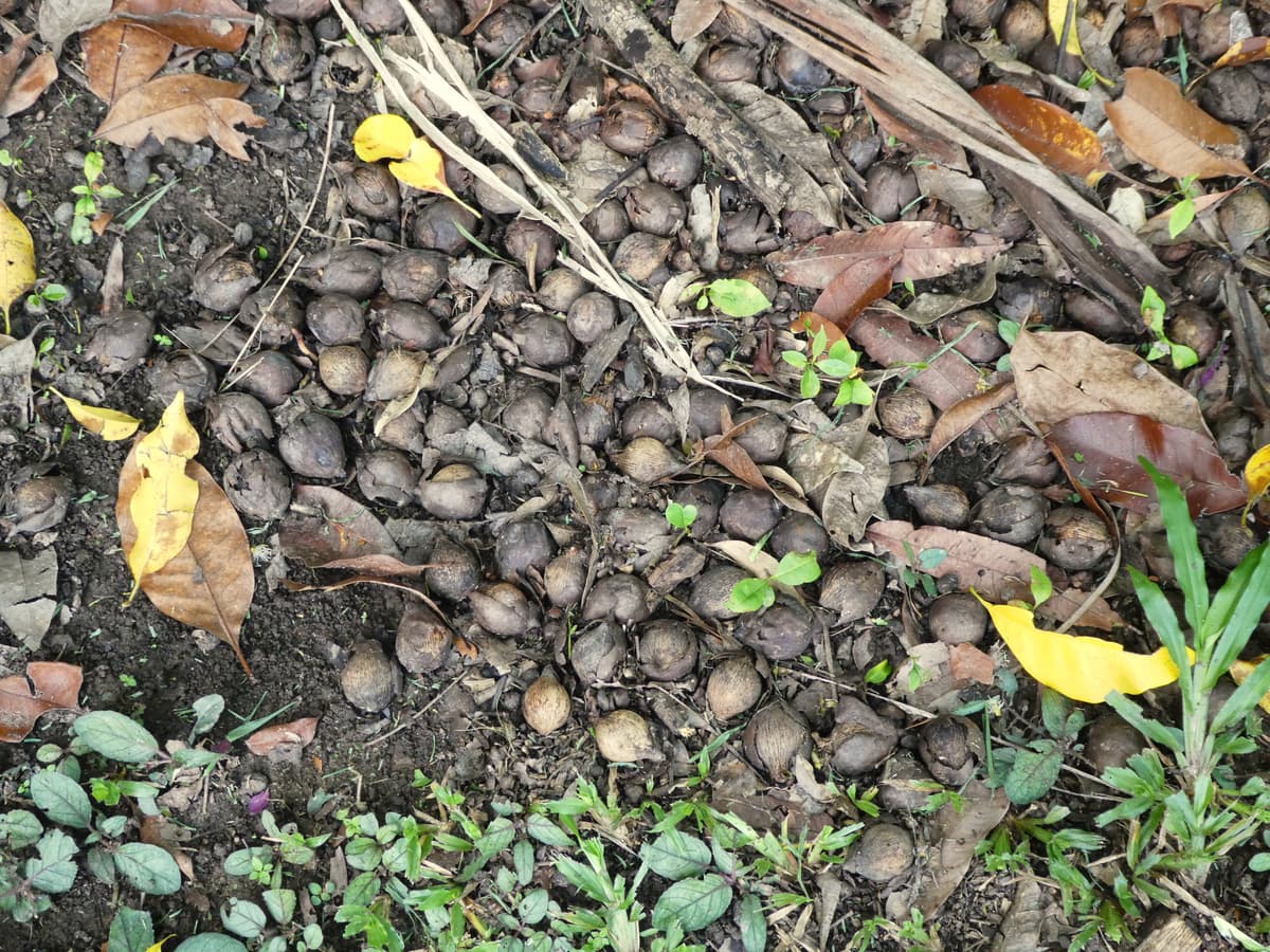 Botanical specimen of Normanbya Normanbyi.