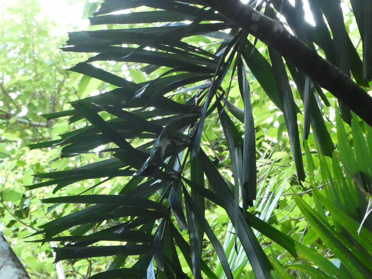 Botanical specimen of Normanbya Normanbyi.