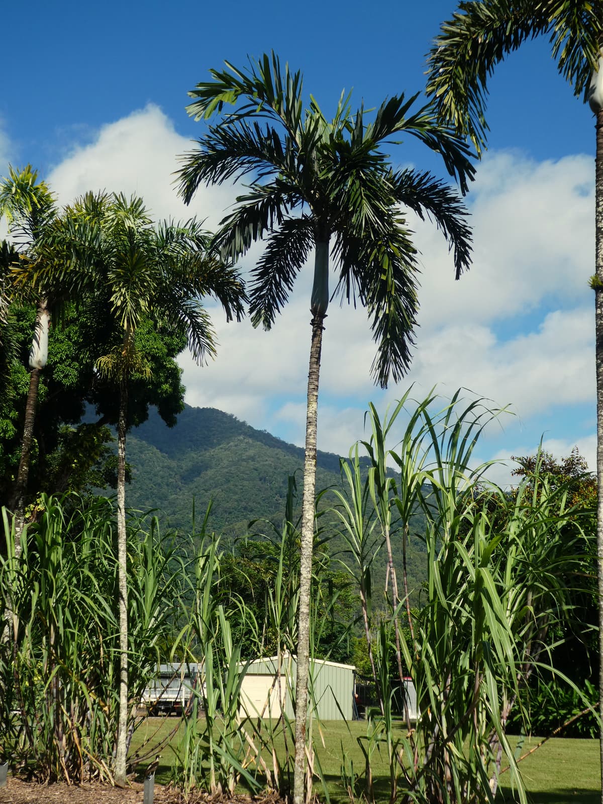 Botanical specimen of Normanbya Normanbyi.