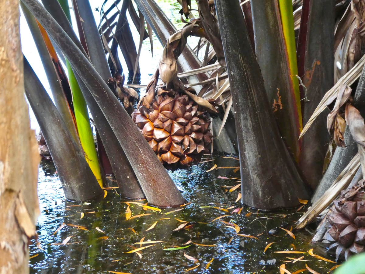 Botanical specimen of Nypa Fruticans.