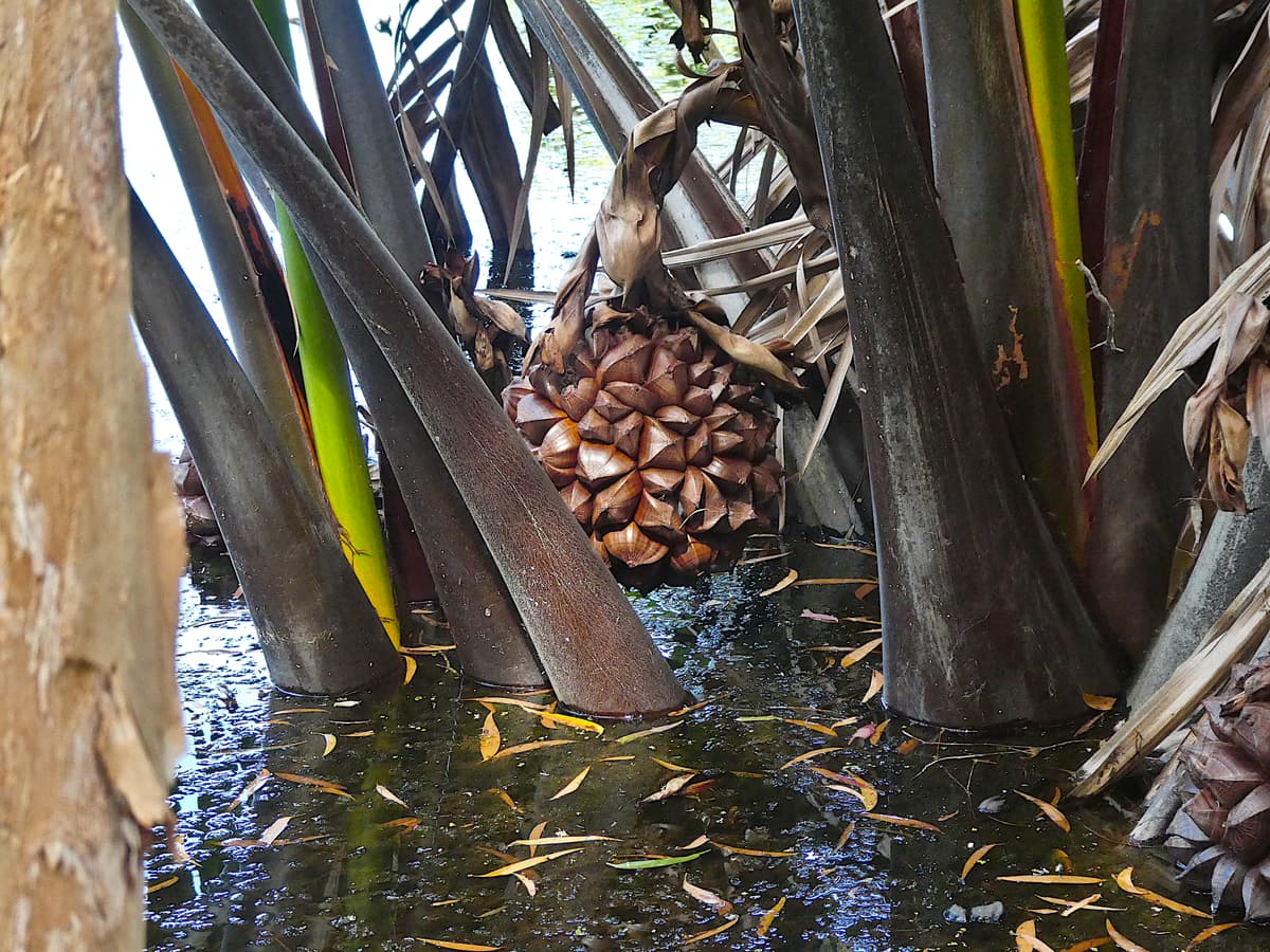 Botanical specimen of Nypa Fruticans.